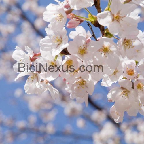 Kent Blossom ficha tecnica 